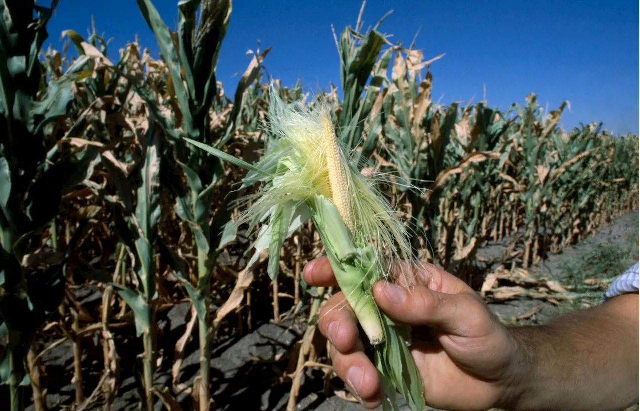 Cultivating Change: Rethinking Crop Insurance For A Sustainable Future