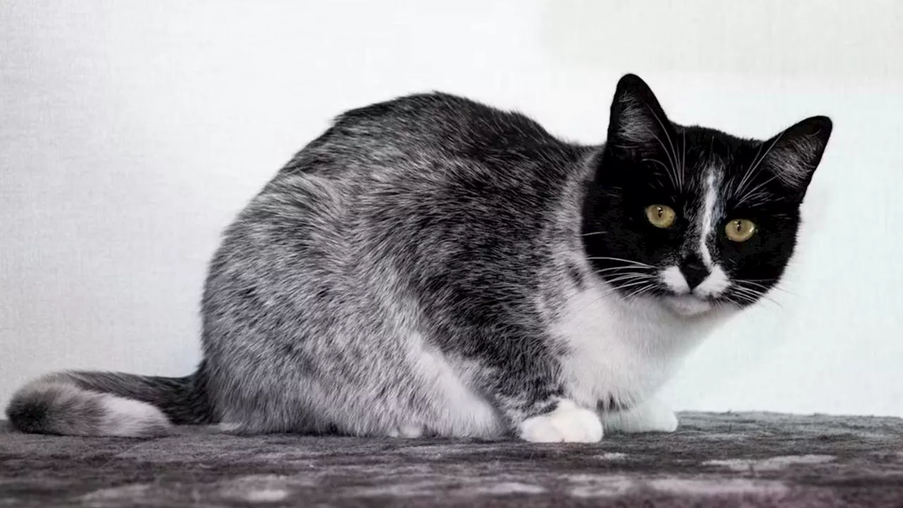 Genetic Mutation Underlying Finland’s “Salty Liquorice” Cats Identified