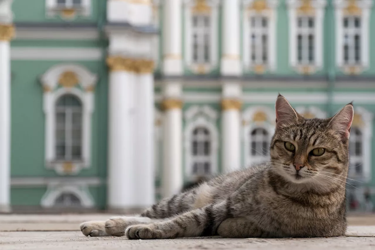 В Петербурге пройдет «День эрмитажного кота»