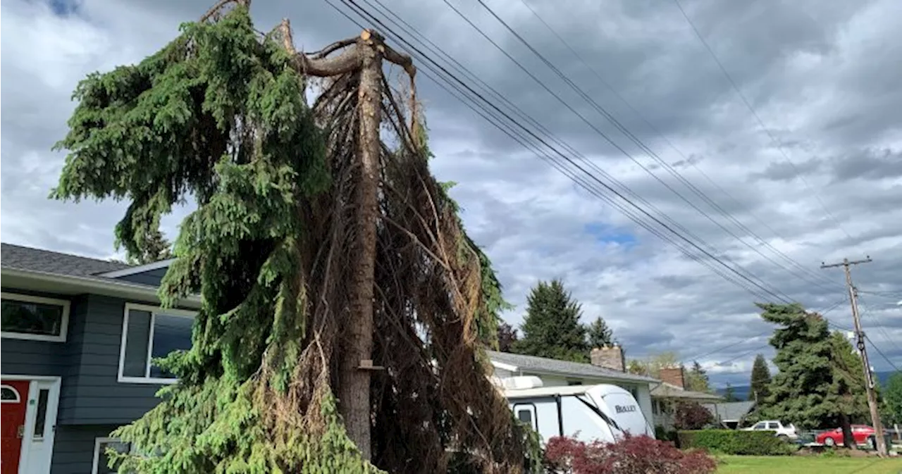 Kelowna to look into FortisBC tree-trimming practices