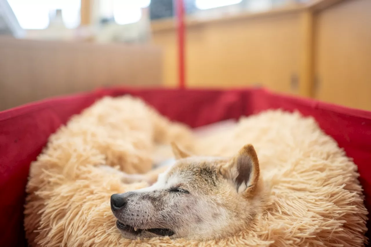 Kabosu, the face of cryptocurrency Dogecoin, dies at 18, owner says