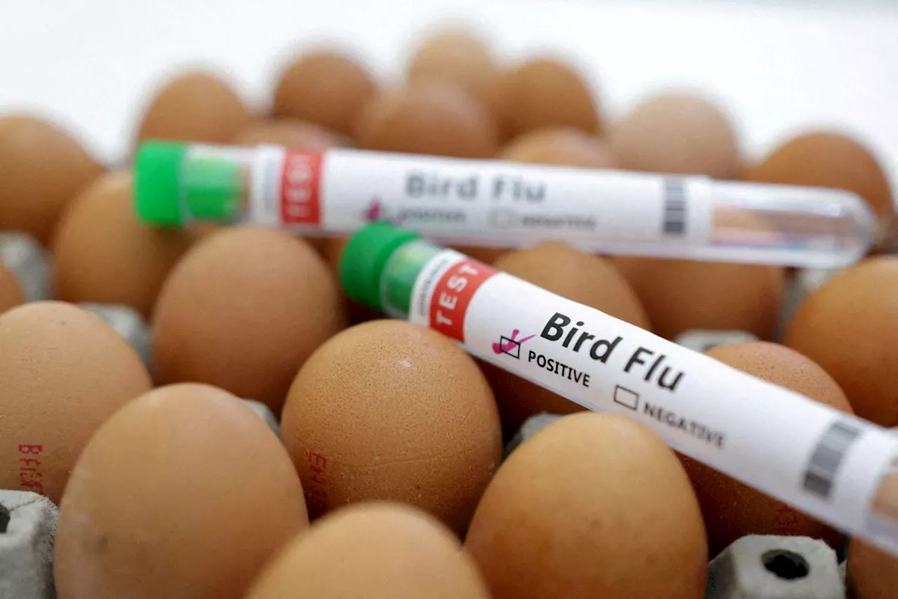 Bird flu detected in tissue samples of US dairy cow sent to slaughter, USDA says