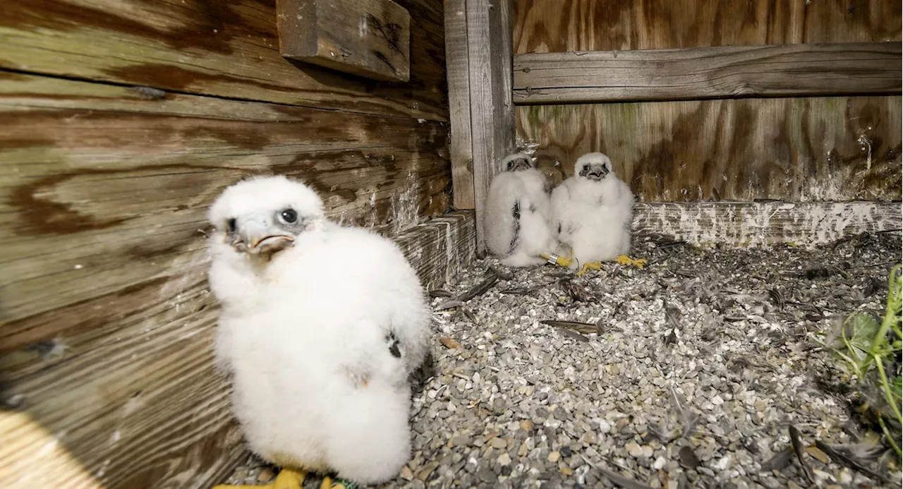 Baby peregrine falcons are nesting atop the Verrazzano-Narrows Bridge