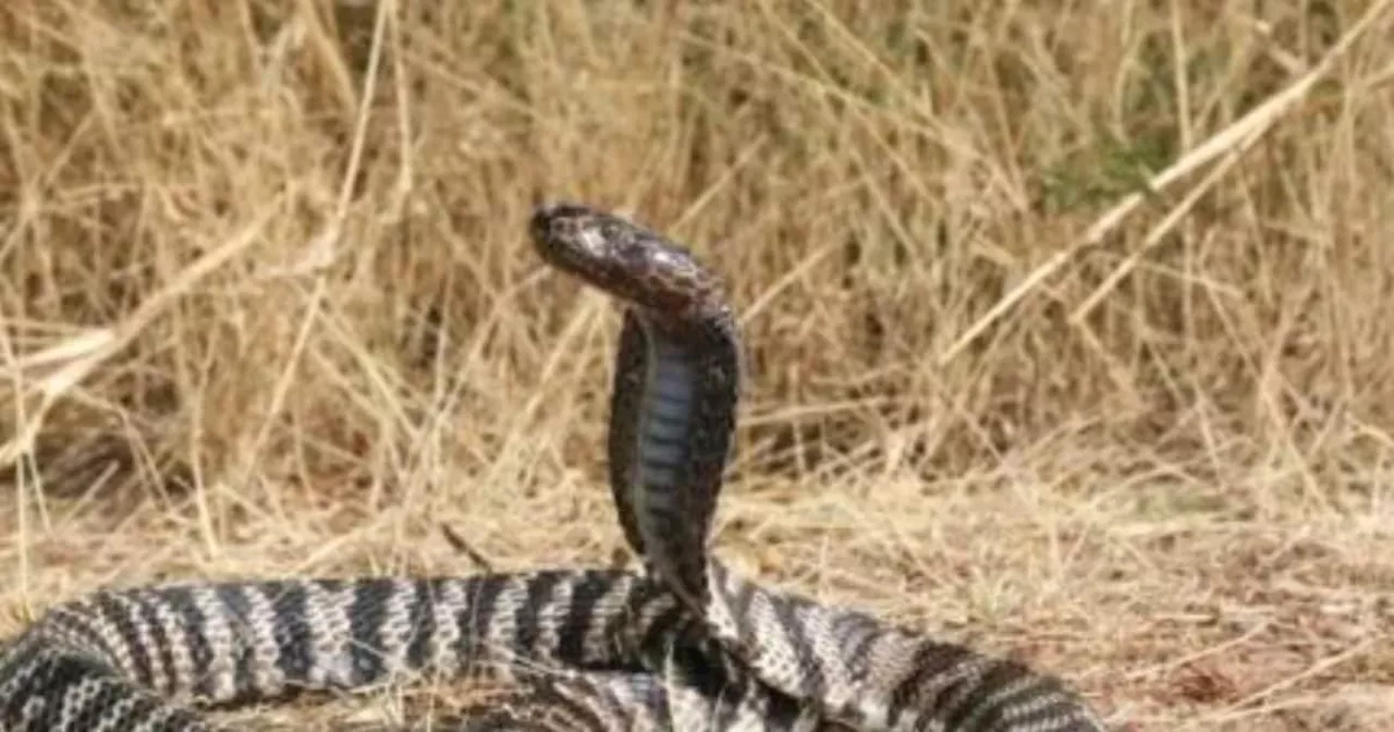 जहर थूकने वाला Cobra, 9 फीट दूर से भी कर सकता है अंधा, धरती के सबसे विषैले सांपों में इसका नाम