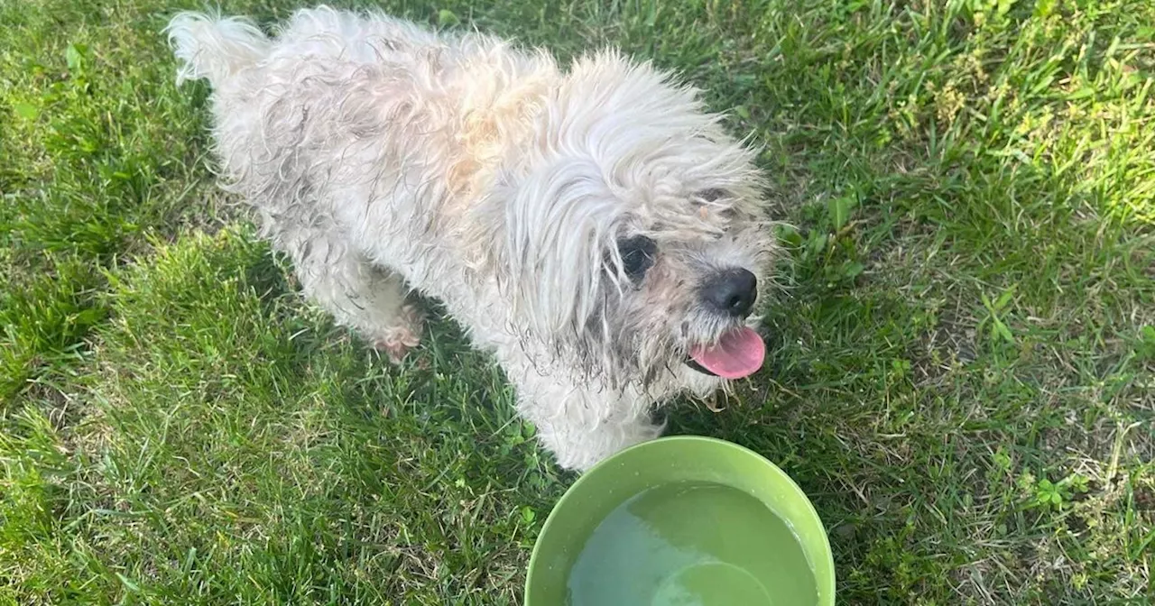 City Defends Cop Who Shot Man's Blind, Deaf Dog After It Wandered Into Neighbor's Yard