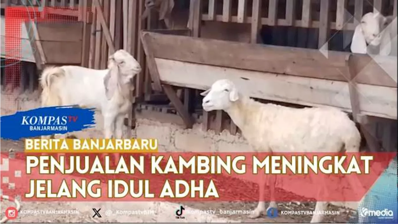 Jelang Idul Adha, Penjualan Kambing di Banjarbaru Kian Meningkat, Pedagang Pasok Jauh Hari dari Jawa