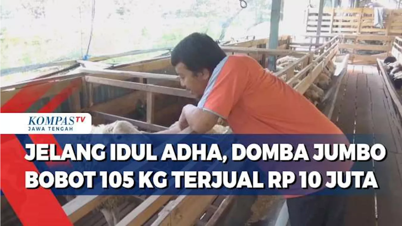 Jelang Iduladha, Domba Jumbo Bobot 105 Kg Terjual Rp 10 Juta