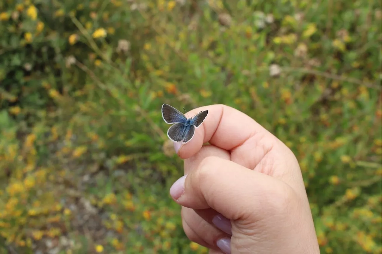 Rare Palos Verdes Blue Butterfly released in San Pedro as Navy rear admiral takes part