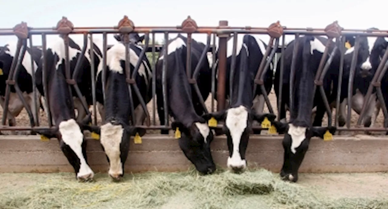 USDA: Bird flu detected in tissue samples of US dairy cow sent to slaughter