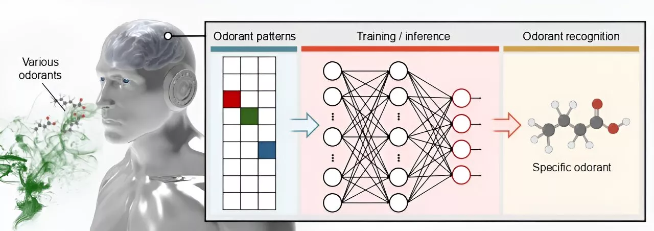 Combining human olfactory receptors with artificial organic synapses and a neural network to sniff out cancer