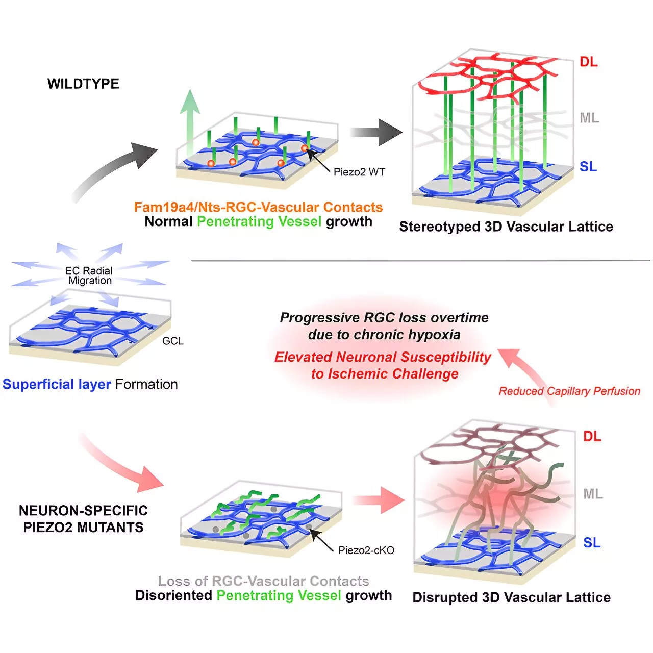 How neurons build a 3D vascular structure to keep the retina healthy