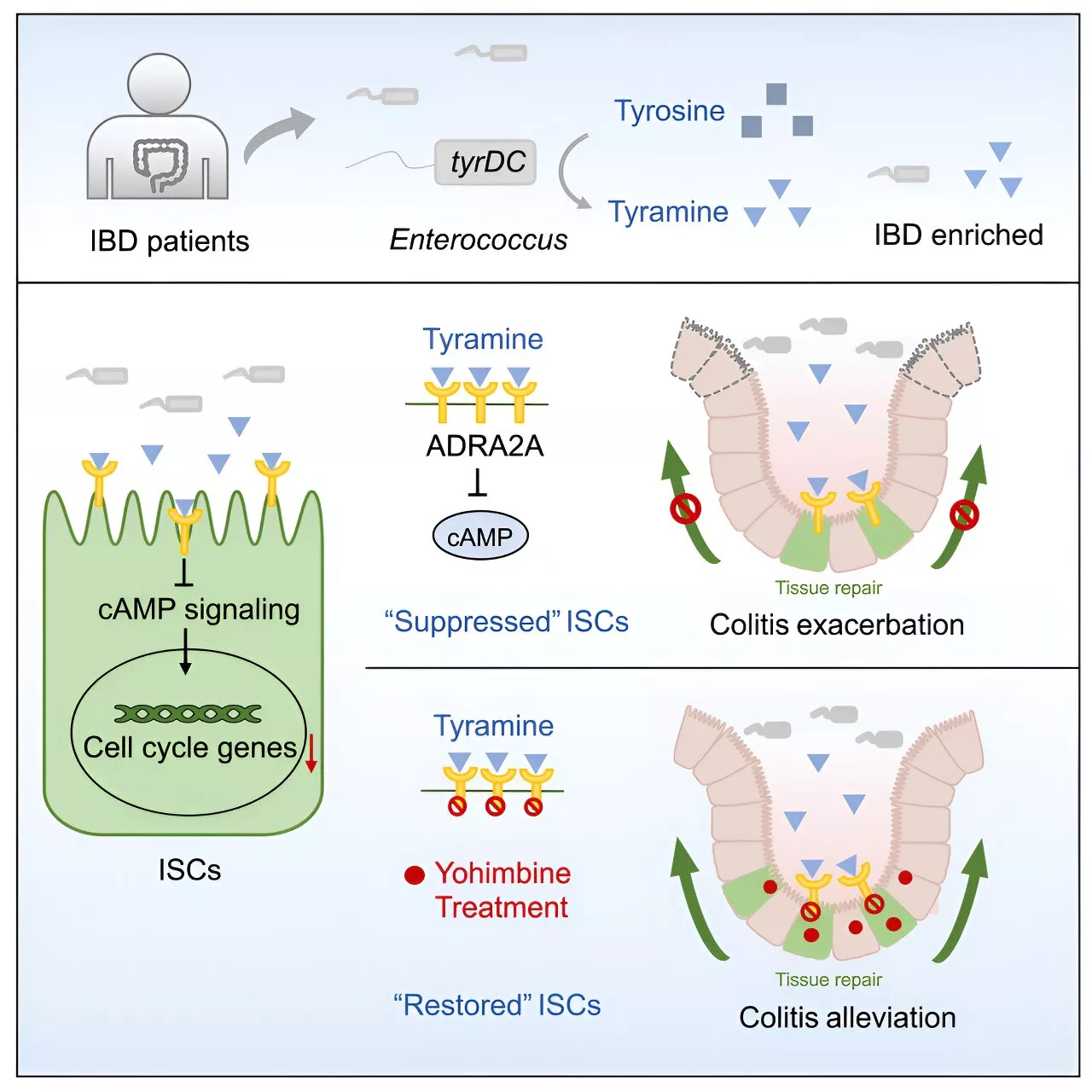 Scientists propose therapeutic approach for inflammatory bowel disease