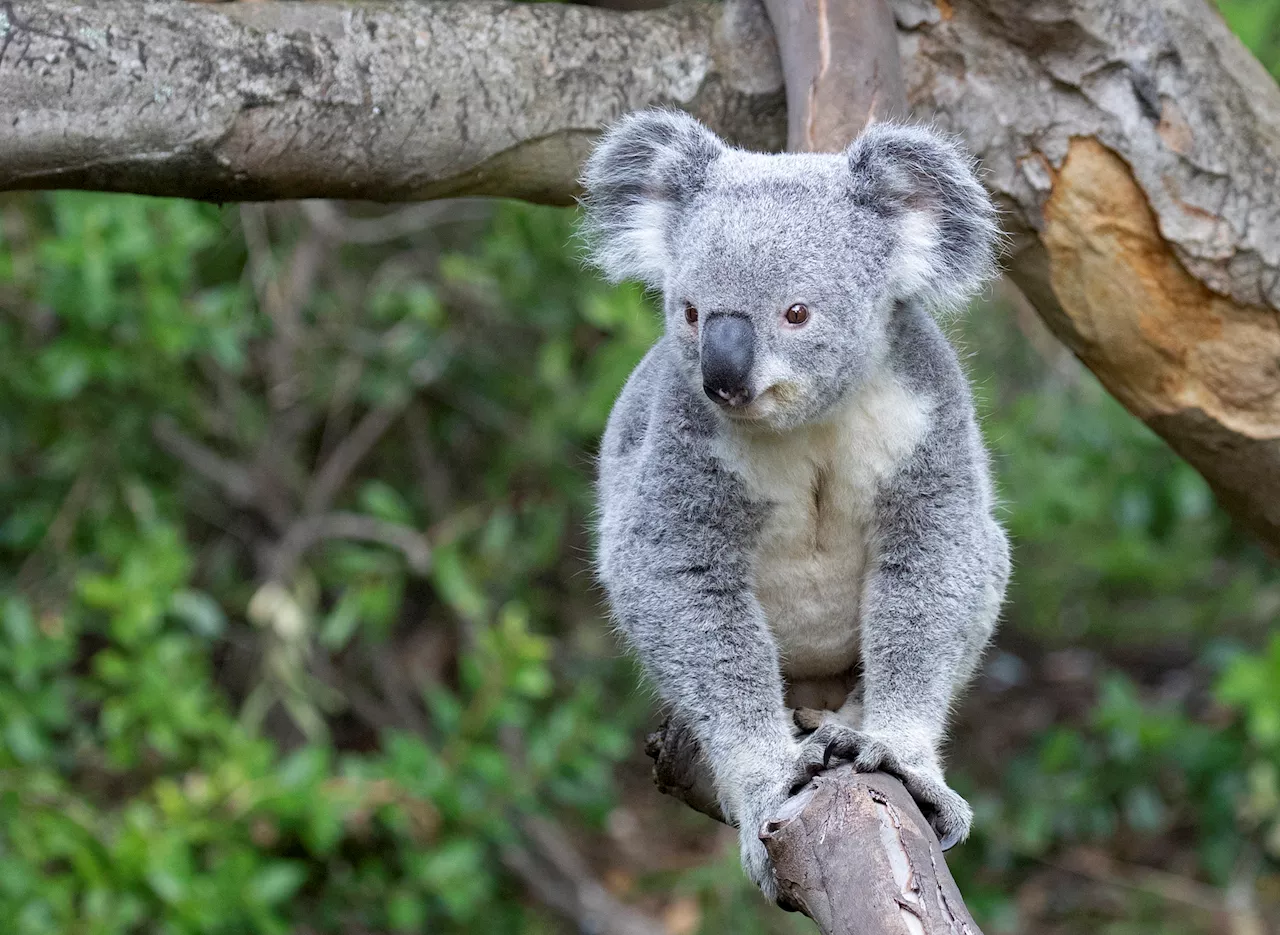 Brookfield Zoo to welcome koalas for 1st time ever