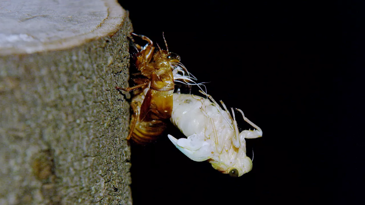 WATCH: Captivating time lapse video shows up-close view of a cicada's transformation