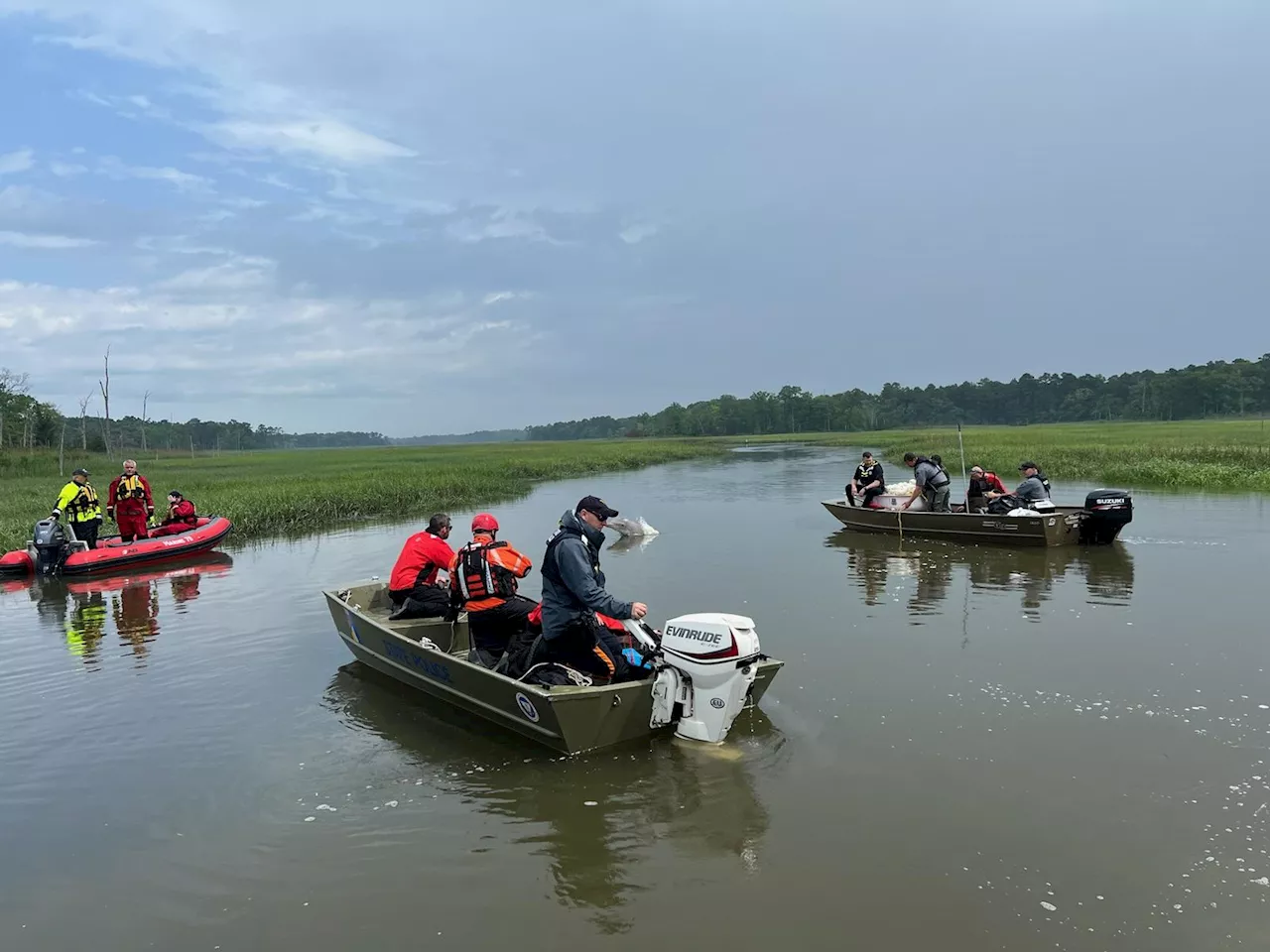 Dolphin stuck in South Jersey creek dies during rescue attempt