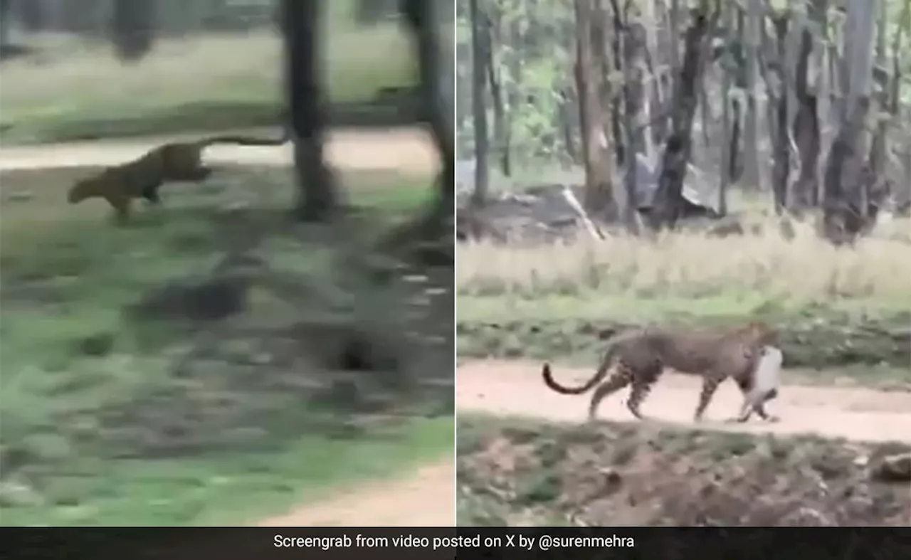 लंगूर का शिकार करने के लिए एक छलांग में पेड़ पर चढ़ा तेंदुआ, मुंह में दबोचकर नीचे उतरा, Video देख खड़े हो जाएंगे रोंगटे