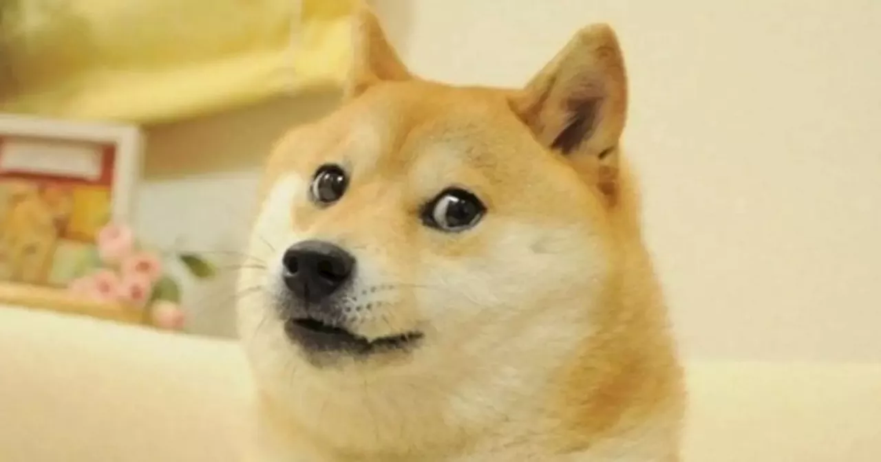 World famous Doge meme dog Kabosu dies aged 18 - 14 years after going viral