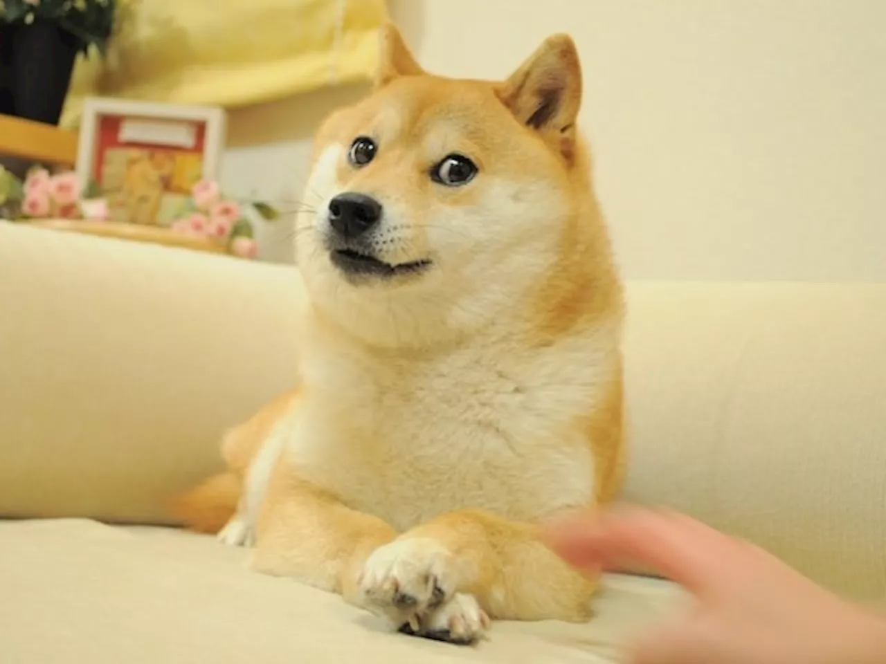 Death of Doge: The internet mourns the loss of meme legend Kabosu, the iconic dogecoin dog muse