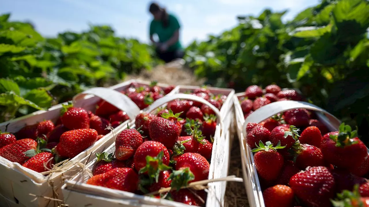 Sachsen: Erdbeersaison in Sachsen beginnt: Ernteeinbußen erwartet