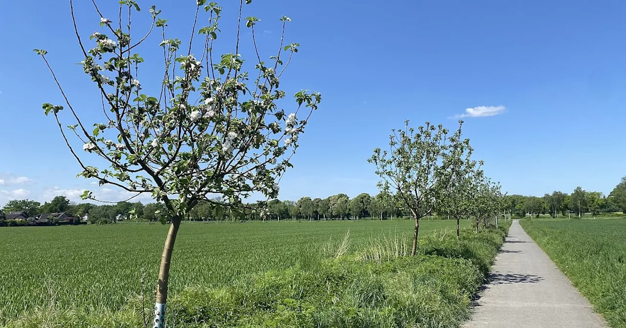 Warum diese Allee in Löhne ein ganz besonderer Ort ist - und warum das fast niemand weiß