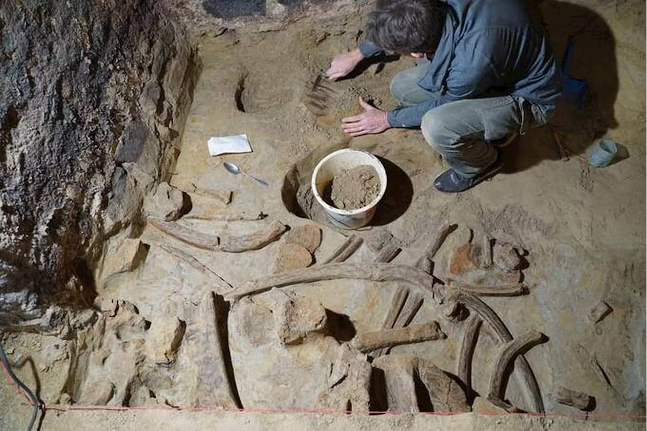 « J’ai cru à un morceau de bois » : en voulant rénover sa cave à vin, il tombe sur des os de mammouths