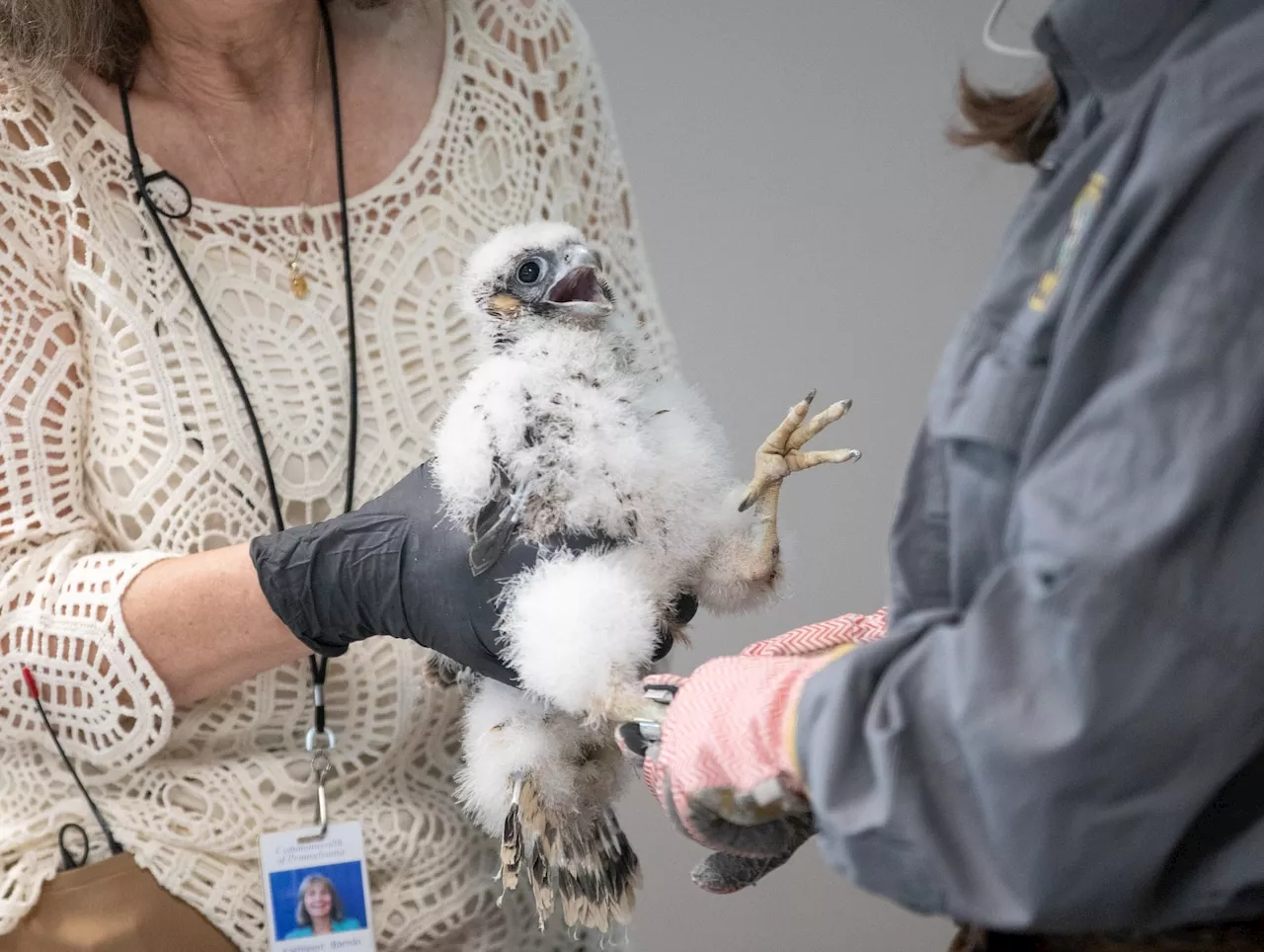 Falcon chicks in downtown Harrisburg receive clean bill of health, and bands to track their progress