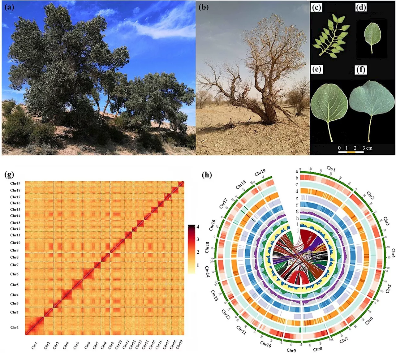 Desert poplar's genetic blueprint: Insights into adaptation and survival mechanisms