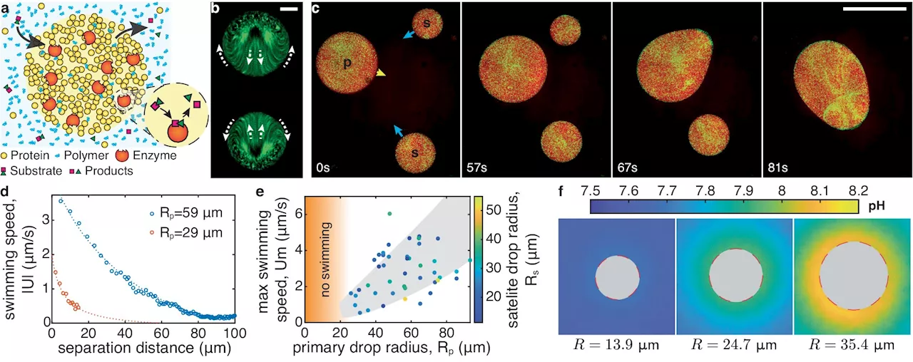 Droplets that swim toward dissolution could inspire fluid microbots