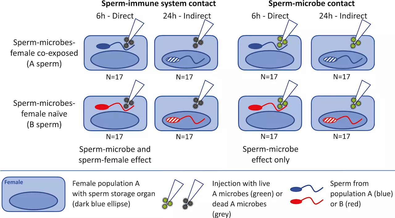 New findings on fertility: Sperm can adapt to sexually transmitted microbes