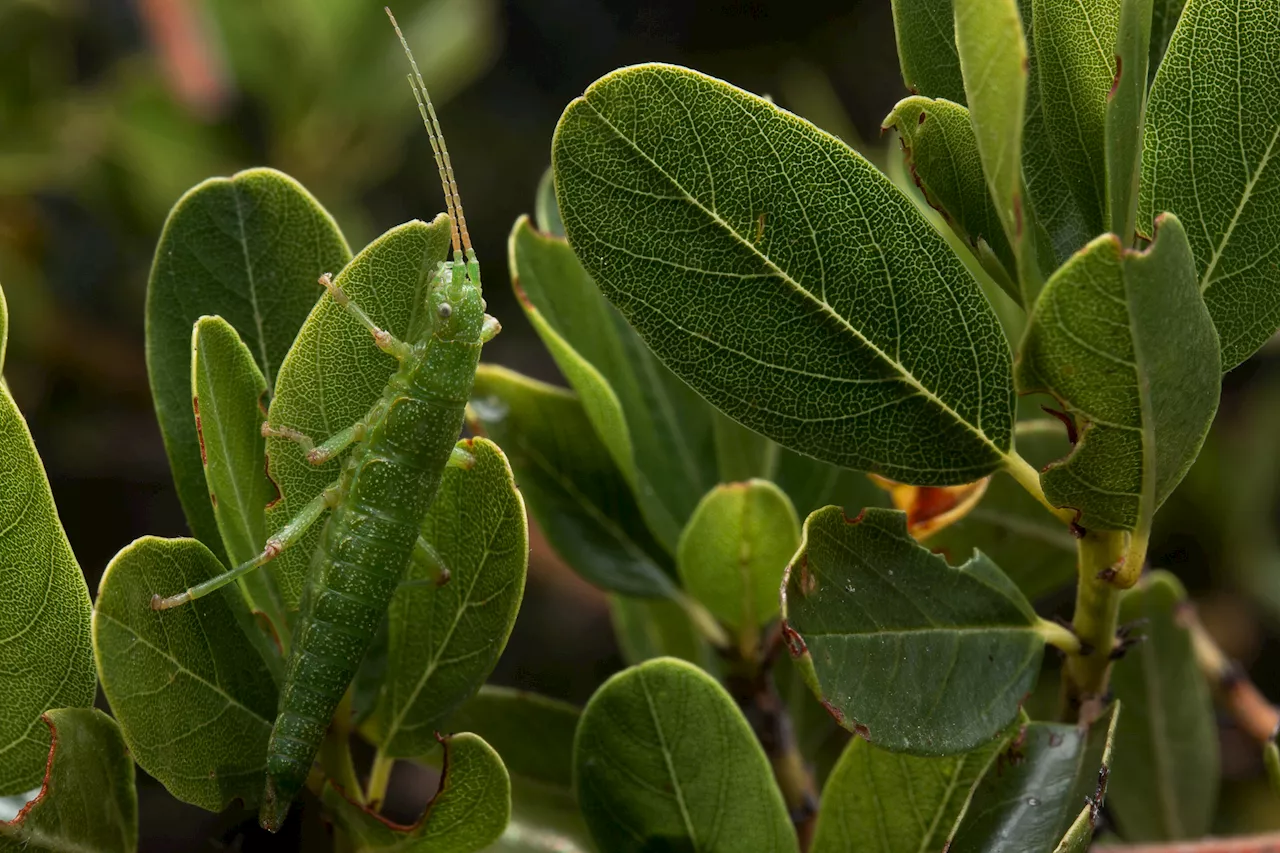 On repeat: Biologists observe recurring evolutionary changes, over time, in stick insects