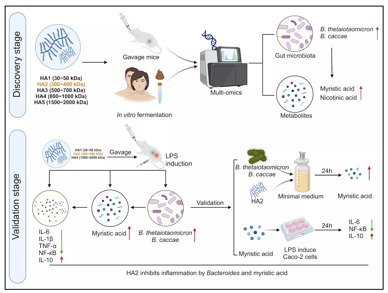 Researchers reveal a new mechanism of hyaluronic acid with a specific molecular weight to improve host inflammation