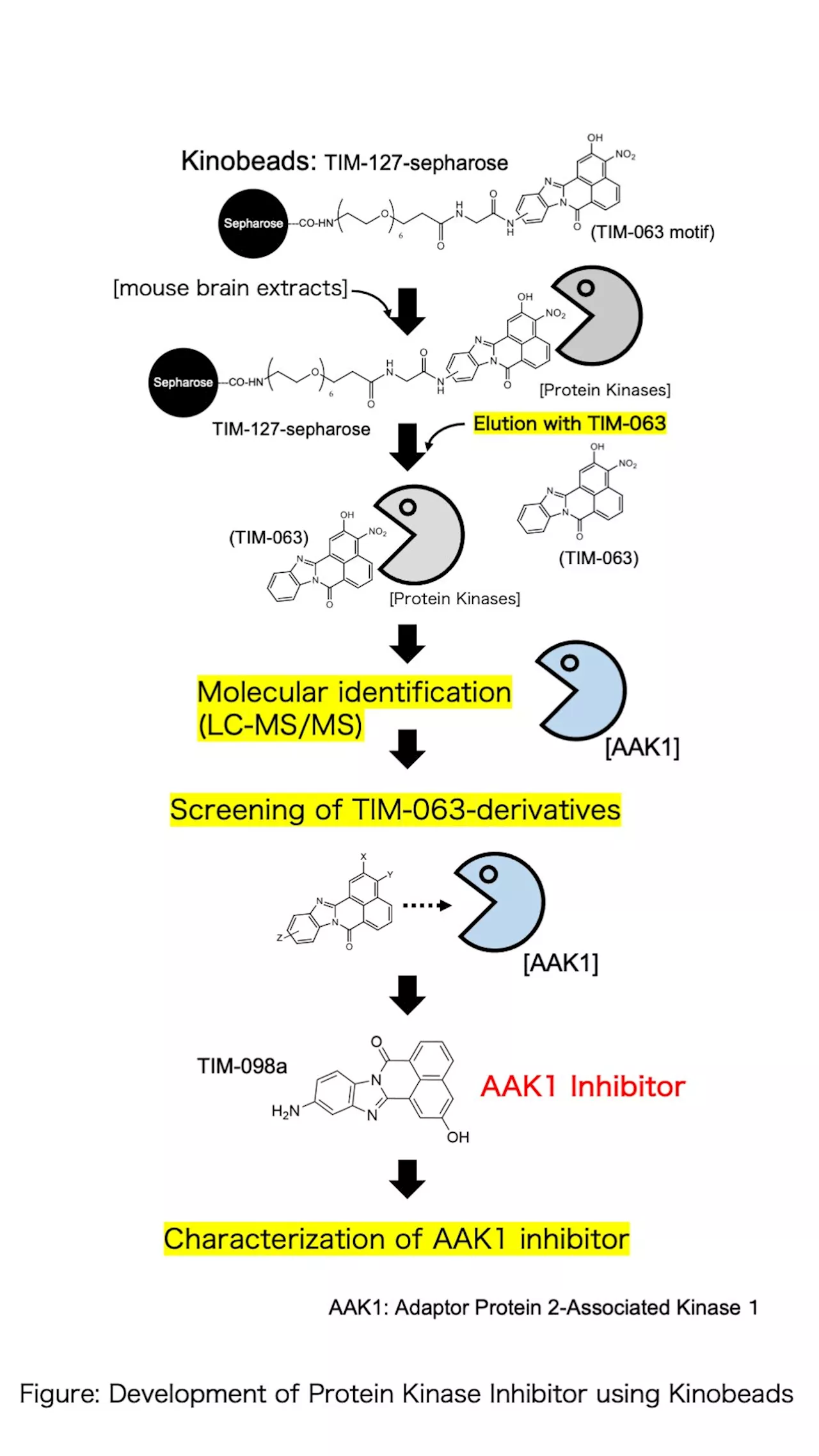 Unveiling a novel AAK1 inhibitor: How chemical proteomics unlock therapeutic potential