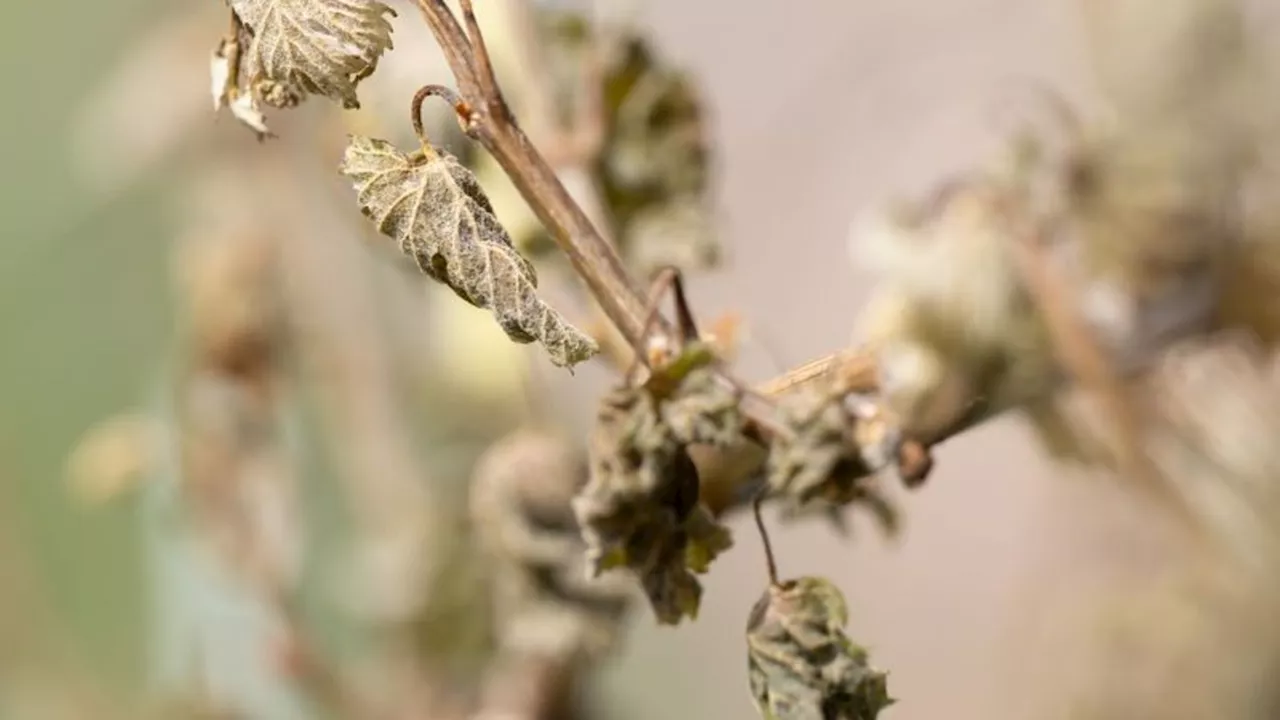 Frostschäden: Keine Hilfen für Obst- und Weinbauern aus dem Gesamthaushalt