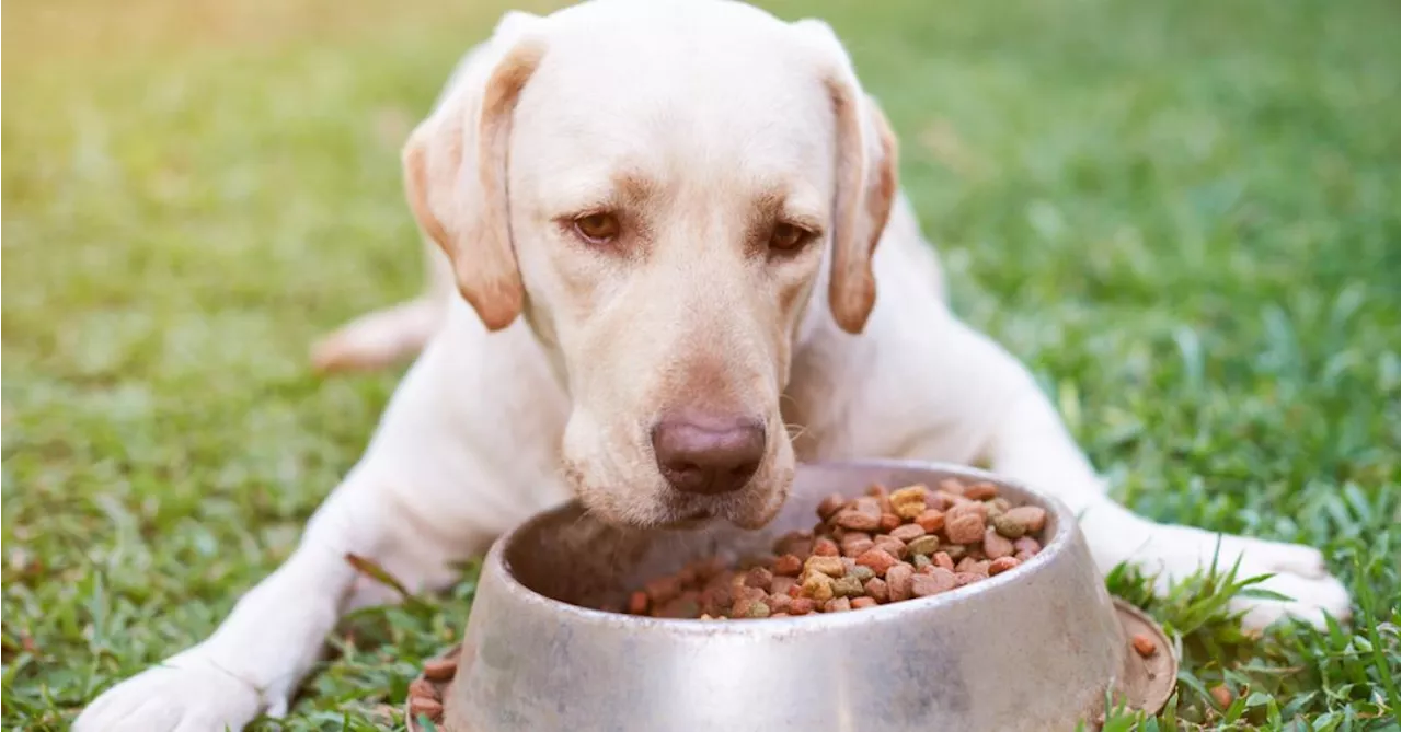 Top 3 des meilleures croquettes pour chiens chez Zooplus