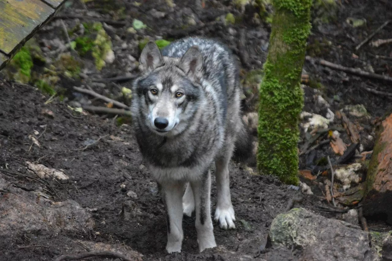 Loup en France : malgré la baisse du nombre d’individus, la prédation en hausse