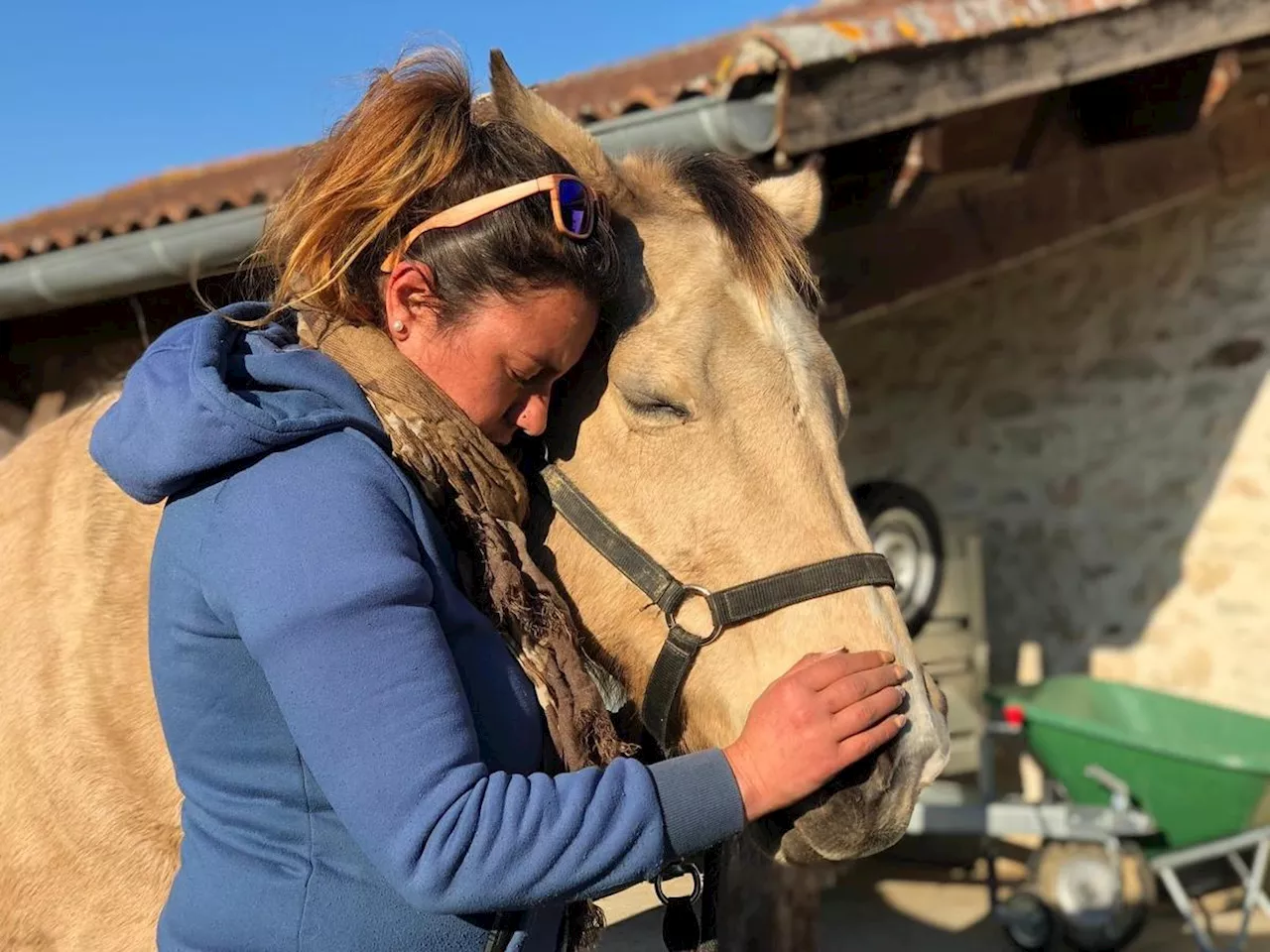 Maltraitance animale : le Refuge cheval nature en Aquitaine jette l’éponge