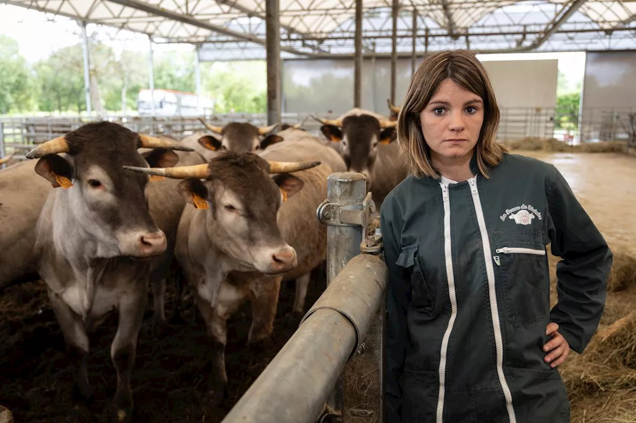 Tuberculose bovine en Gironde : « Je veux que mon troupeau soit le dernier abattu »