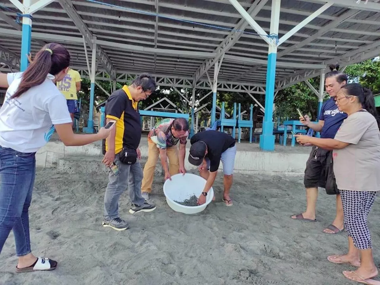 24 turtle hatchlings freed in Zamboanga del Sur