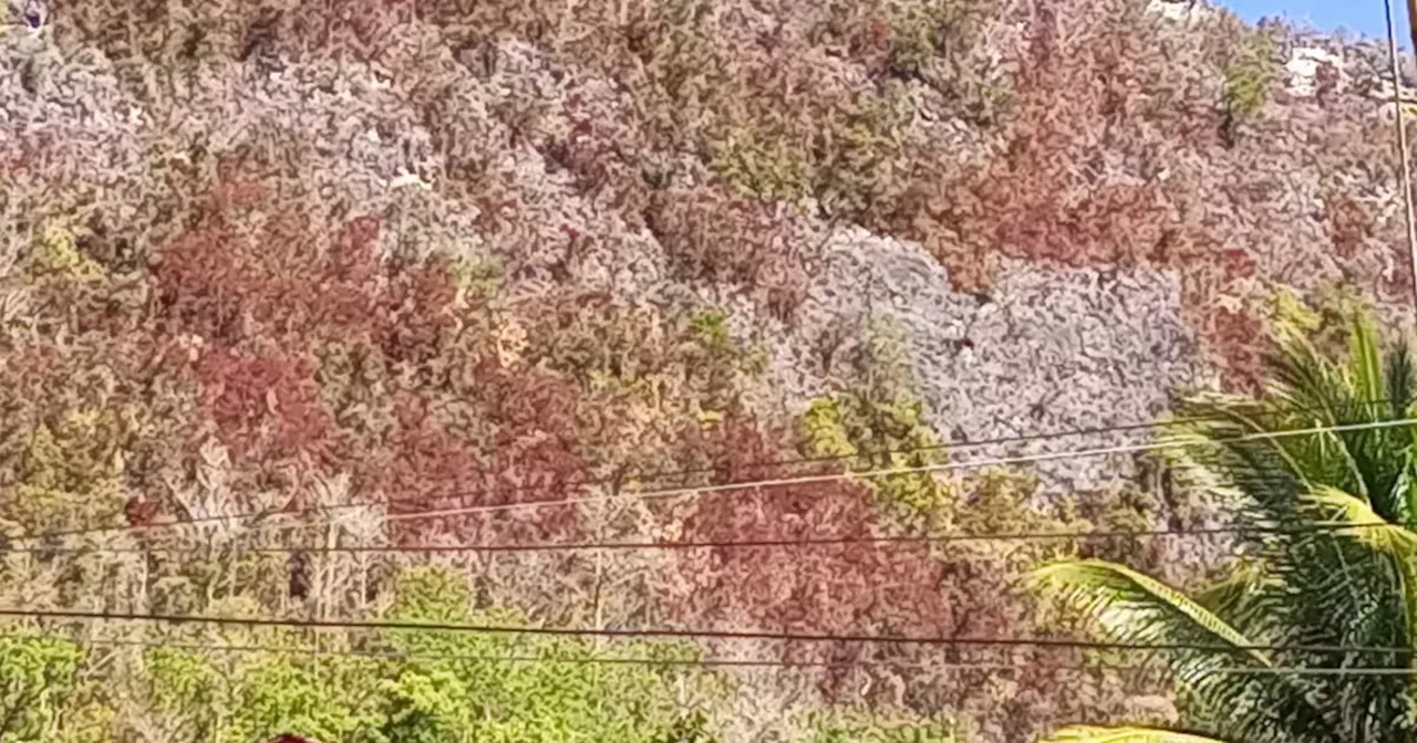 Forest fire napawong sa pagbunok sa uwan