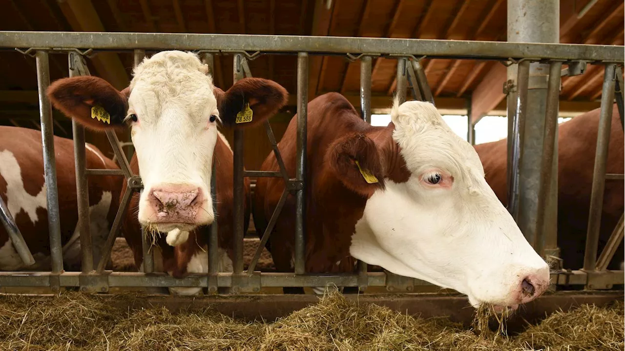 Tierschützer üben scharfe Kritik an Özdemir: Bundesregierung legt Gesetzesentwurf zu mehr Tierschutz vor