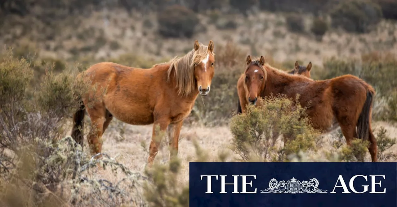 Aerial shooting culls thousands of horses in Kosciuszko