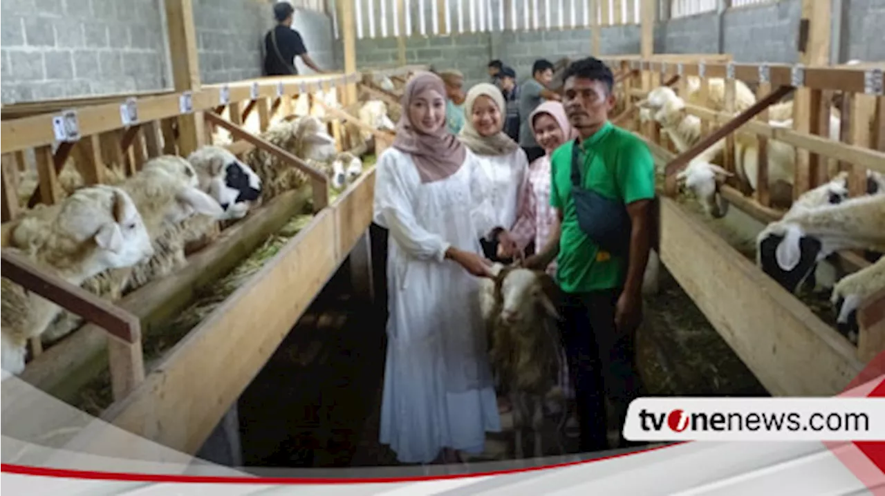 Peternak Kambing Kurban di Wonosobo Pakai Jasa SPG Cantik untuk Gaet Pembeli