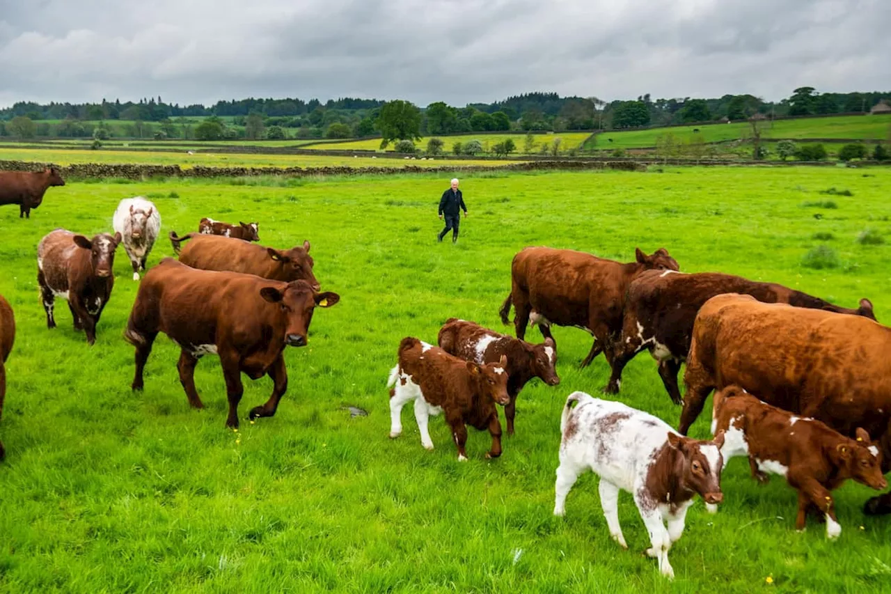 The third-generation Yorkshire farmer with bulls that have a touch of magic