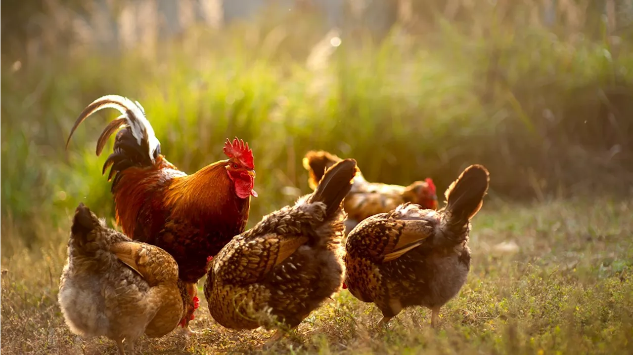 CDC investigating multistate salmonella outbreaks linked to backyard poultry