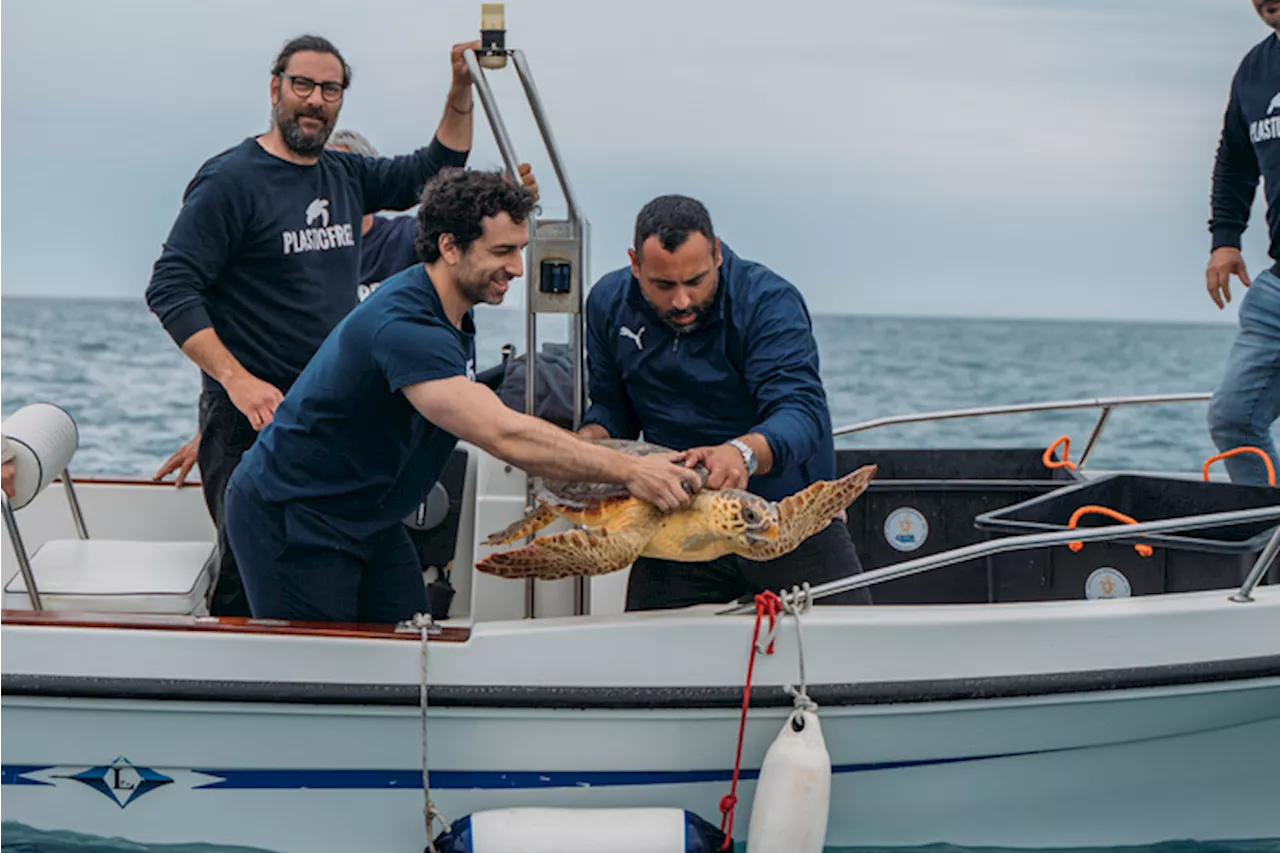 Soccorse e curate, 4 tartarughe tornano in acqua domani a Castro