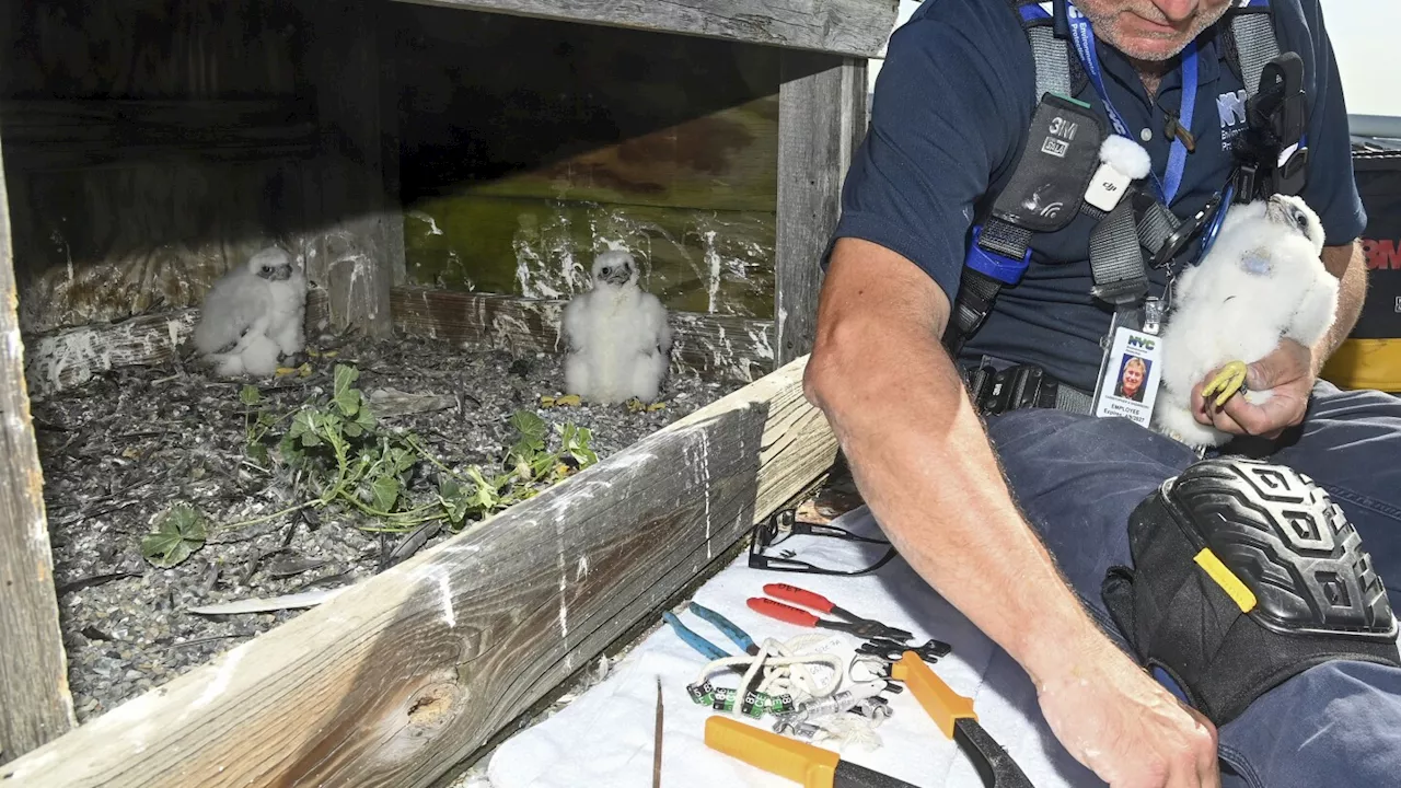 3 falcon chicks hatch atop the Verrazzano-Narrows Bridge in New York City