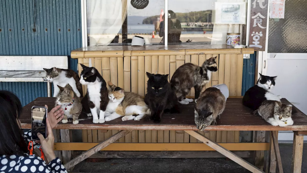 Shrine honors cats at a Japanese island where they outnumber humans