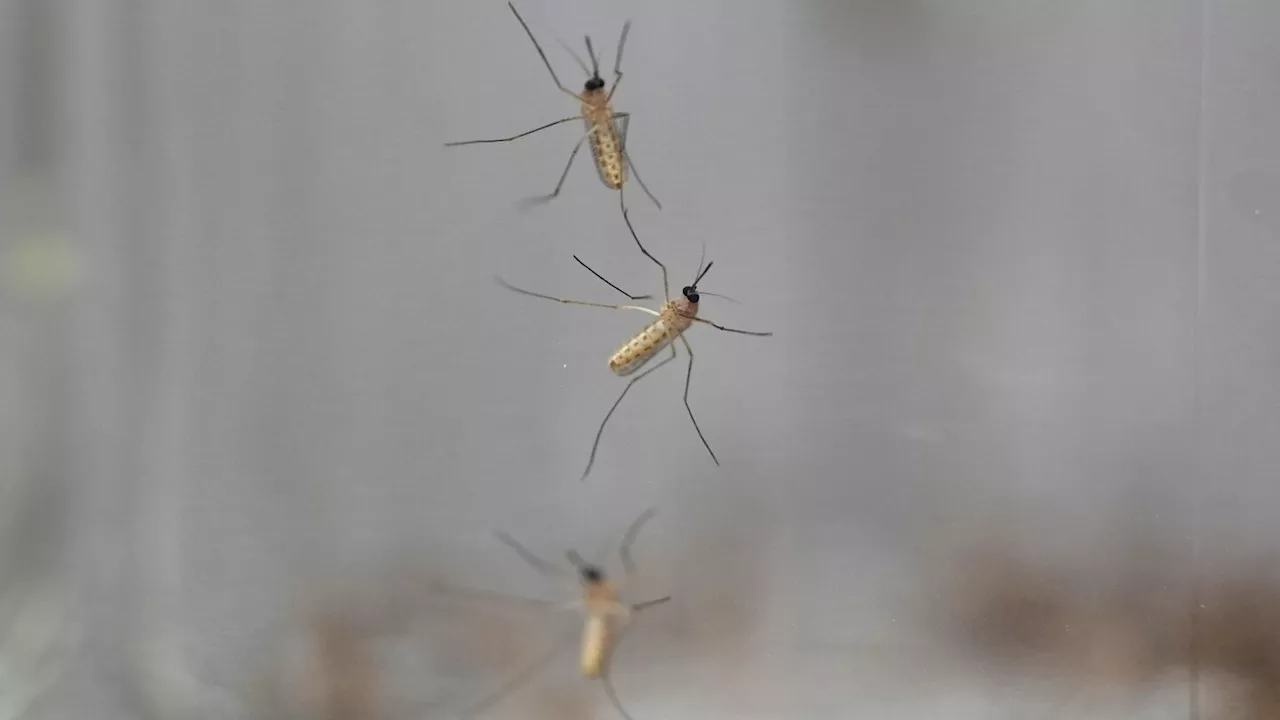 What to look for in mosquito repellents