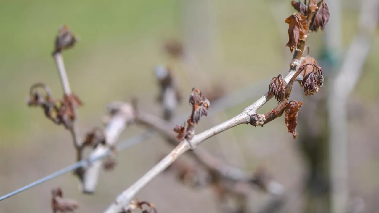 Frost zerstört Obsternte: Verband hofft auf Hilfe vom Land