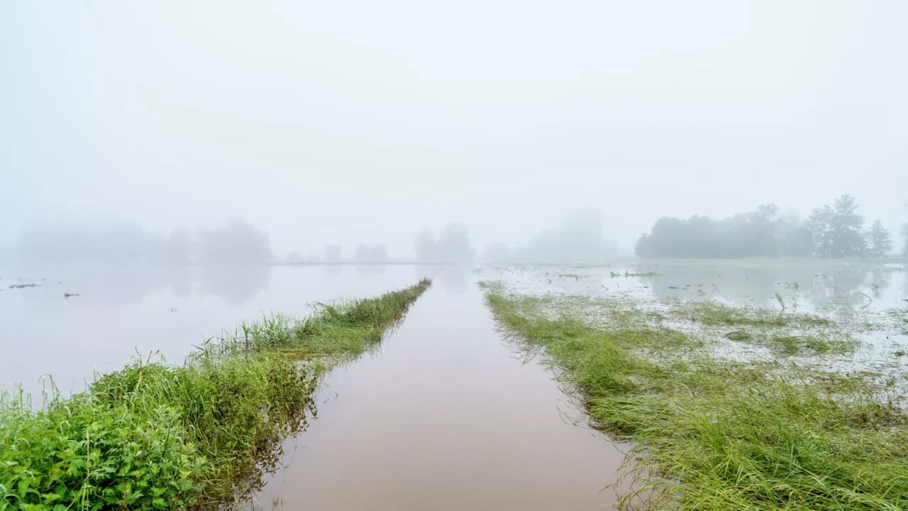 Nach Hochwasser im Saarland: Landwirte bangen um ihre Ernte